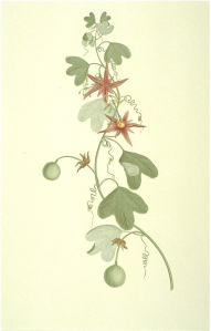 Passiflora Aurantia engraving